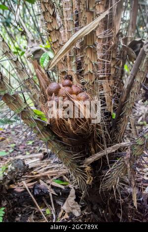 Un groupe de fruits du salak (fruit du serpent) . Bali, Indonésie. Banque D'Images