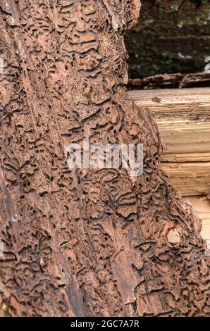 Galeries d'alimentation sur l'écorce des arbres, organisme nuisible infesté par le coléoptère de l'écorce (Scolytinae), vue rapprochée avec détails fins de l'écorçage Banque D'Images