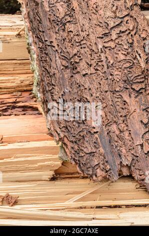 Galeries d'alimentation sur l'écorce des arbres, organisme nuisible infesté par le coléoptère de l'écorce (Scolytinae), vue rapprochée avec détails fins de l'écorçage Banque D'Images