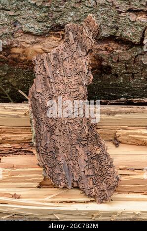 Galeries d'alimentation sur l'écorce des arbres, organisme nuisible infesté par le coléoptère de l'écorce (Scolytinae), vue rapprochée avec détails fins de l'écorçage Banque D'Images