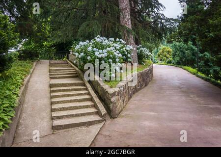 Belle route vide dans le jardin botanique de Batumi, Géorgie avec fleurs de Blue Hydrangea Banque D'Images