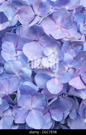 Gros plan de la fleur d'Hortensia d'Hydrangea, bleu violet. Magnifique fond floral Banque D'Images