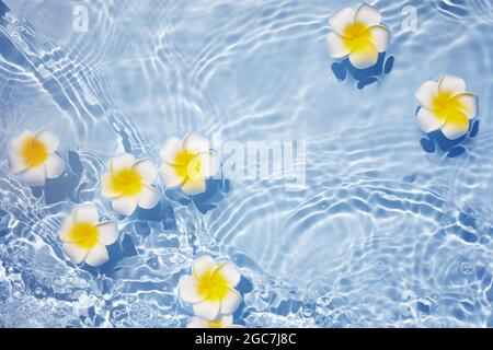 Vue de dessus Plumeria ou frangipani sur la surface de l'eau. Ondulation de l'eau et ombre de la fleur. Banque D'Images