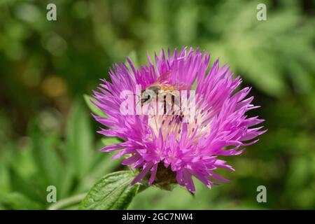 Une photo macro, une abeille recueille le nectar sur une fleur de Carduus d'un chardon. Vue rapprochée Banque D'Images