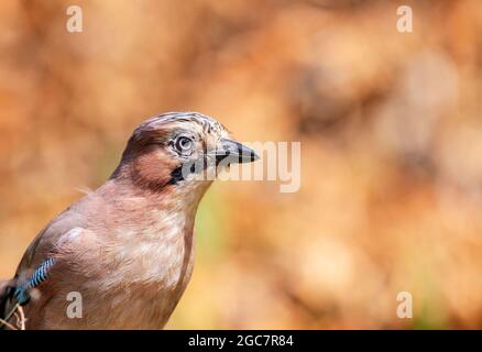 Jay, Garrulus glandarius, près de Kirkcudbright, Dumfries et Galloway Banque D'Images
