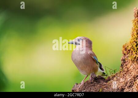 Jay, Garrulus glandarius, près de Kirkcudbright, Dumfries et Galloway Banque D'Images
