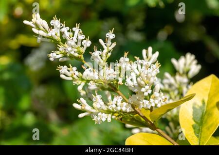 Gros plan de fleurs sur un jardin privé (ligustrum ovalifolium) plante Banque D'Images