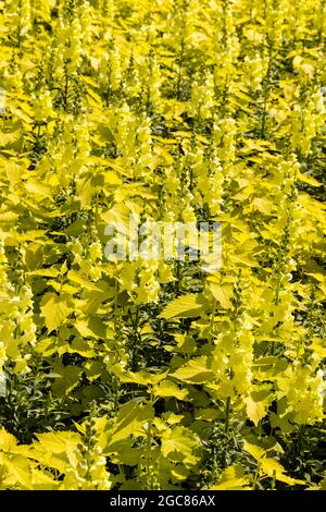 Tapis doré de plantes d'antirrhinum et de coleus jaunes dans un jardin. Banque D'Images