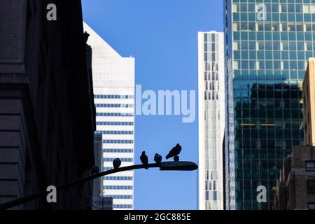 Les pigeons se pervent au feu de la rue, dans le quartier Midtown Manhattan de New York. Banque D'Images