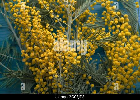 vue rapprochée des branches de mimosa en fleur sur fond bleu en bois Banque D'Images