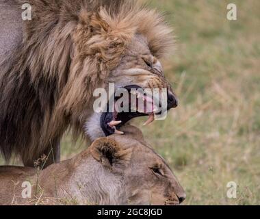 Lion mâle et femelle affichant un comportement d'accouplement et des dents féroces. Région de Kwai , Botswana, Afrique Banque D'Images