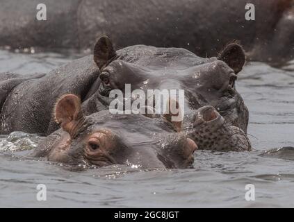 Famille hippopotame dans la rivière Chobe , Botswana, Afrique Banque D'Images