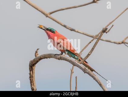 Un mangeur d'abeille Carmine perché avec un insecte dans son long bec , Botswana . Afrique Banque D'Images