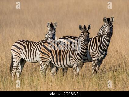 Une collection de trois zèbre de Burchells strippés debout ensemble dans les prairies du delta d'Okavango .Botswana Banque D'Images