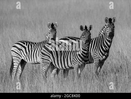 Pyjama Party - UNE collection de trois zèbre de Burchells strippés dans les prairies du delta d'Okavango .Botswana Banque D'Images