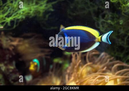 Tang bleu poudre (Acanthurus leucosternon) ou surgéonfish bleu poudre nageant sous l'eau Banque D'Images
