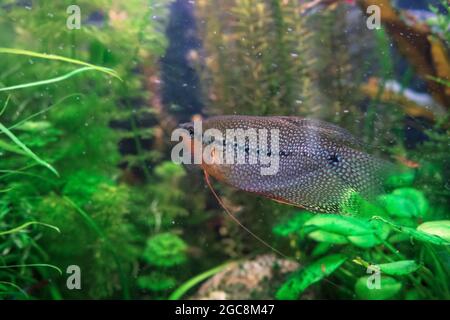 nage trichogaster leeri ou perle gourami vue sous-marine Banque D'Images