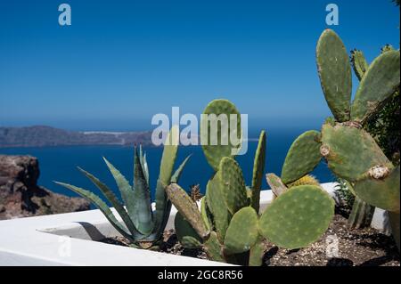 Gros plan de cactus et d'aloès qui poussent dans un lit de fleurs à Santorin. Caldera en arrière-plan. Mer Egée. Banque D'Images