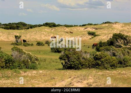 Chevaux sauvages à The Outer Banks, NC États-Unis en appréciant la plage et les dunes de sable Banque D'Images