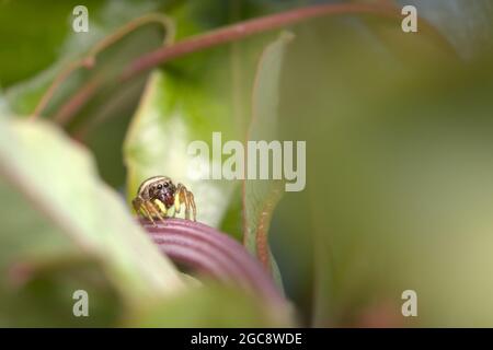 Macro of A Common Sun Jumping Spider, Heliophanus species, Hunting on A passion Flower Plant, Angleterre Royaume-Uni Banque D'Images