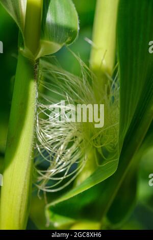 Gros plan de la jeune oreille de maïs (maïs) avec des franges en soie et des feuilles vertes dans le champ de maïs sur une ferme biologique en Suisse Banque D'Images