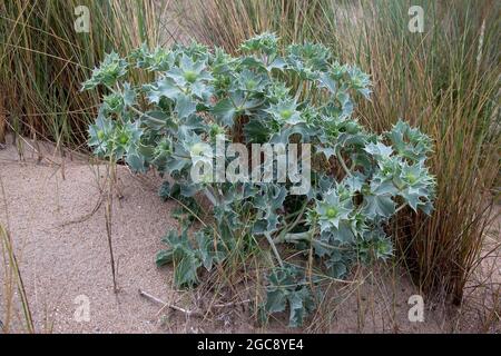 Houx de mer, (Eryngium maritimum), plante Banque D'Images