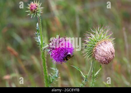 Thistle musqué ou Thistle hochant (Carduus nutans); bourgeon, fleur et graine Banque D'Images