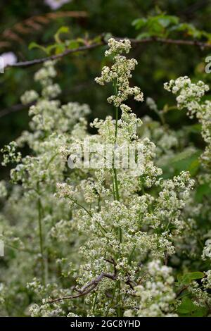 Fleur de paille de lit de haie (Galium mollugo) Banque D'Images