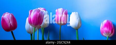 Les tulipes colorées dans les gouttes d'eau sont alignées sur un fond bleu. Gros plan de tulipes rose-blanc de couleur délicate. Banque D'Images