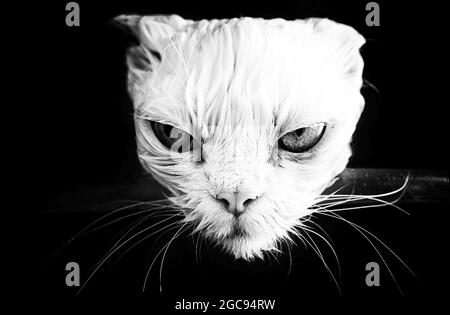 Chat mouillé en colère Banque D'Images