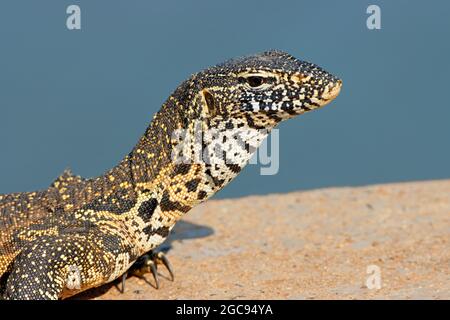 Portrait d'un moniteur du Nil (Varanus niloticus), Parc national Kruger, Afrique du Sud Banque D'Images