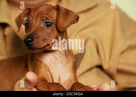 Mini Pinscher chiot garçon est assis sur les mains de l'hôtesse. Soins des mains soins des animaux. Banque D'Images