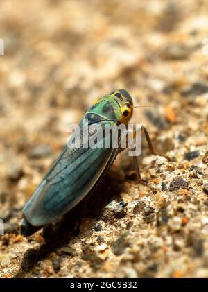 Leafhopper d'ortie (Eupteryx aurata) Banque D'Images