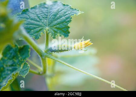 Jeune ovaire d'un concombre à fleur jaune. Mise au point douce. Concombre frais juteux macro sur fond de feuilles Banque D'Images