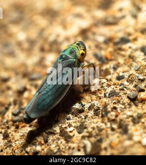 Leafhopper d'ortie (Eupteryx aurata) Banque D'Images