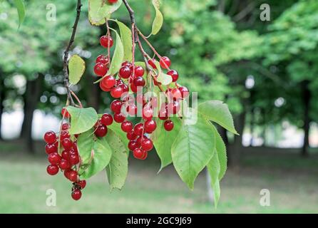 Branche avec fruits de cerise d'oiseau rouge. Oiseau cerise Virginie. Banque D'Images