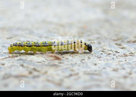 Cydalima perspectalis caterpillar, le papillon des arbres, un ravageur arived en Europe au cours des dernières années Banque D'Images