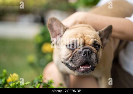 Adorable Bulldog français crème couché sur les pieds du propriétaire Banque D'Images
