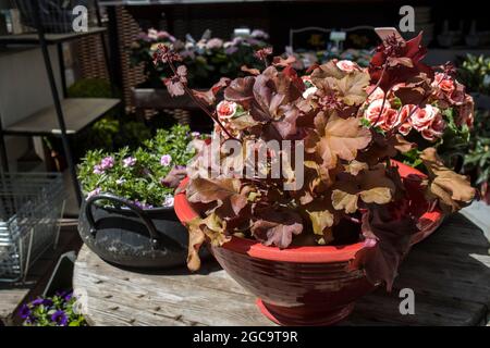 Heuchera été indien sur la pelouse, les feuilles de curly sont orange mandarine. Motif Gadern Banque D'Images