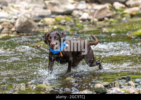 chien de labradinger, chien de race croisée, labrador, springer spaniel cross, springerdor, springador, chien de tir, chien en forme et en bonne santé, chien nageant dans la rivière. Banque D'Images