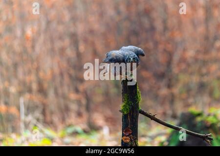 Le goshawk du nord (Accipiter gentilis) est assis sur un bâton. Forêt d'automne, fond coloré, couleurs chaudes du début de soirée. Banque D'Images