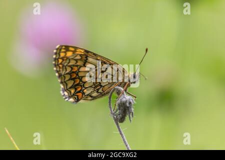 Un fritillaire Heath est assis sur la fleur Banque D'Images