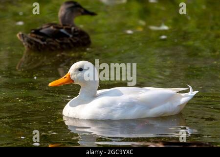 Le pallard blanc (Anas platyrhynchos) - rare collard leucistique sur le parc dans le Wisconsin. Banque D'Images