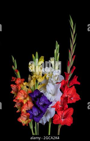 Bouquet de fleurs gladiolus de différentes couleurs isolées sur fond noir Banque D'Images