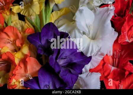 Bouquet de fleurs gladiolus de différentes couleurs isolées sur fond noir Banque D'Images