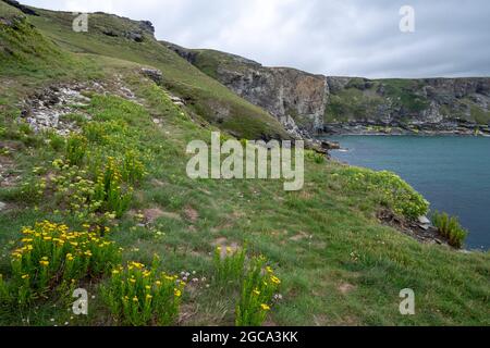 Des marais de saphir, Crithmum maritimum, mélangés à du saphir doré, Limbarda crithmoides, poussent naturellement sur les falaises du nord de la Cornouailles. Banque D'Images