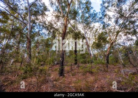 Forêt endémique de gommiers autour du lac Parramatta à Sydney West - paysage pittoresque de l'outback. Banque D'Images