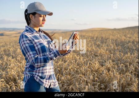 Une jeune agronome vérifie la croissance du blé sur le terrain. Farmer prend des notes sur la tablette. Agro business concept. Photo de haute qualité. Banque D'Images