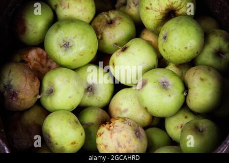 Gros plan sur les pommes à rotor de putride vertes Banque D'Images