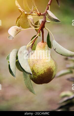 William poire sur branche d'arbre au soleil Banque D'Images